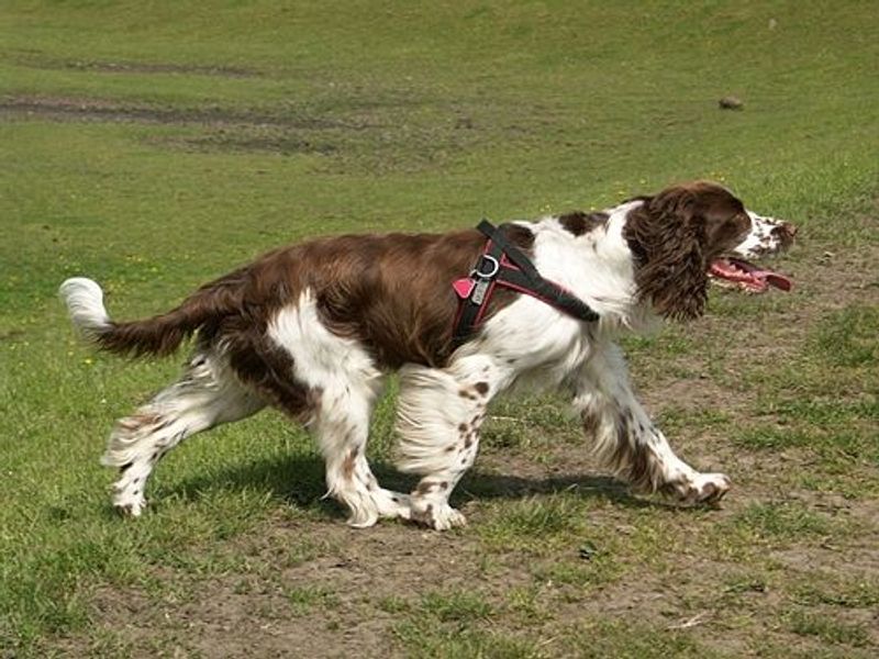 Nobody really prepares people for this side of these 15 dog breeds 14 English Springer Spaniel