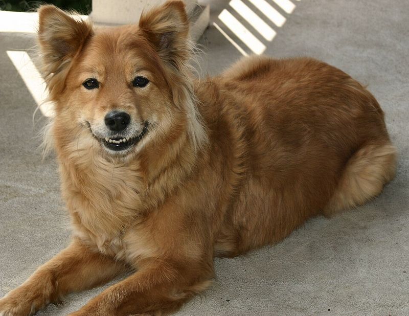 13 pointy-eared dog breeds that turn simple looks into serious charm 2 Finnish Spitz