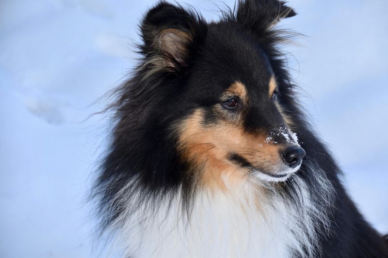 27 Gentle Dog Breeds Perfect for Learning the Joys of Dog Ownership 17 Shetland Sheepdog