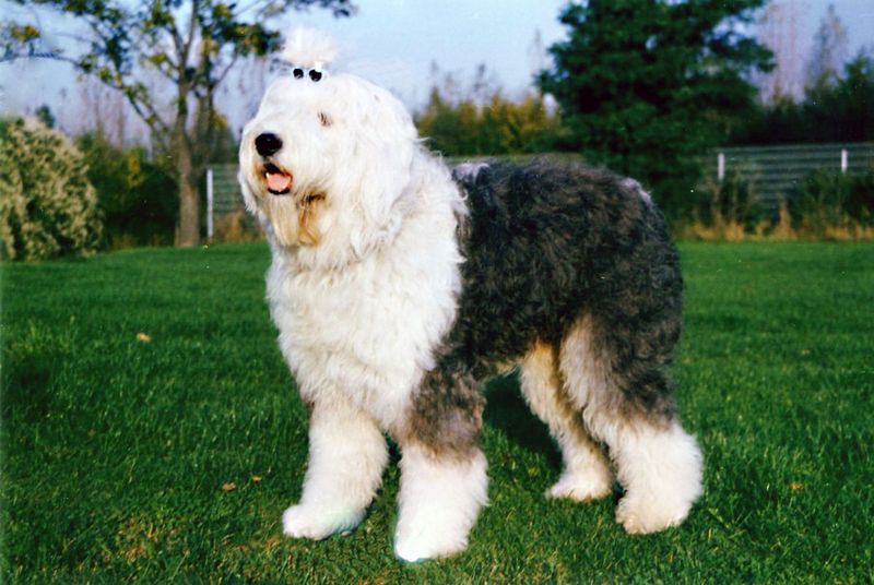 29 Big Dog Breeds with Gentle Temperaments 24 Old English Sheepdog