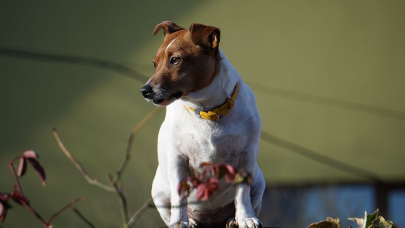 Friendly with people. Competitive with dogs. These 11 breeds often balance both 10 Jack Russell Terrier