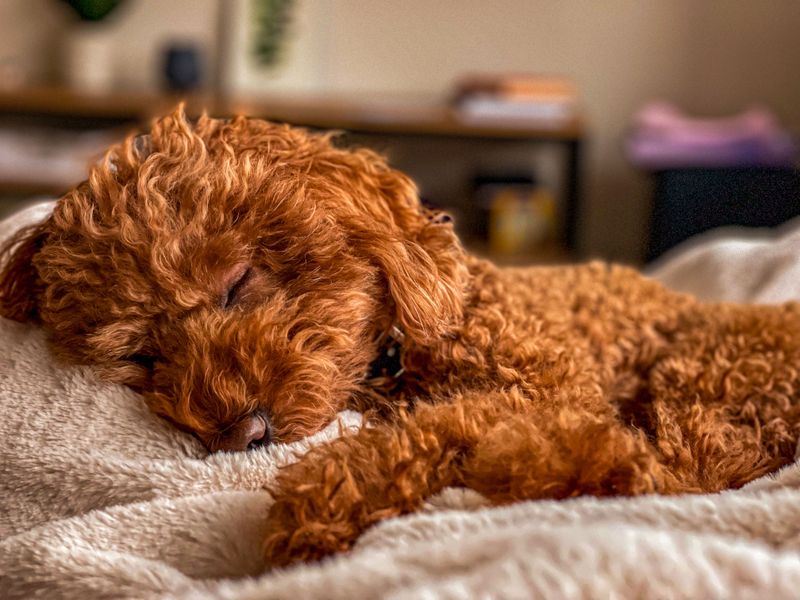 Standard Poodle