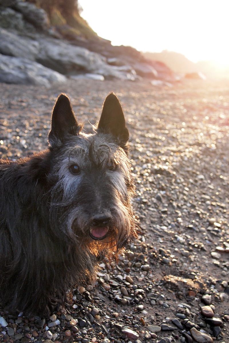 Scottish Terrier