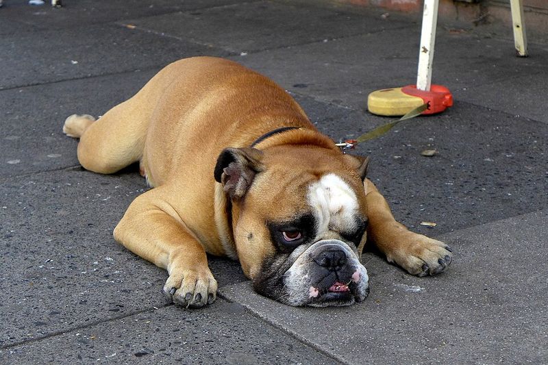 Elevators, footsteps, doors - Some dogs report them all, while these breeds tend to stay quieter 8 English Bulldog