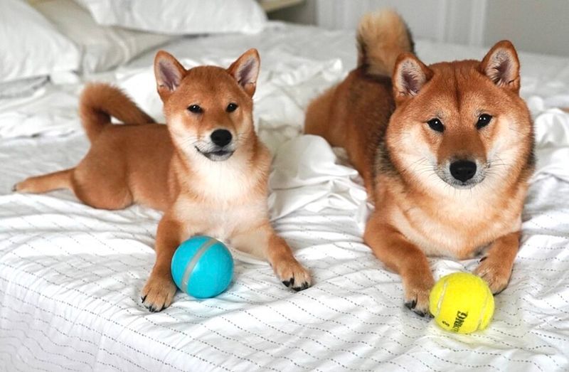 You can't charm every dog instantly - These breeds often make strangers earn their approval 2 Shiba Inu