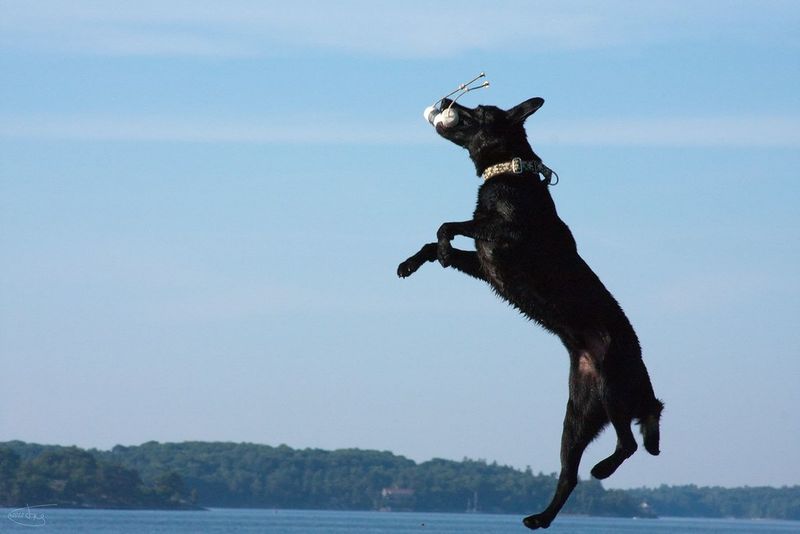Stop the Jumping: 12 Mistakes That Turn Sweet Dogs Into Guest-Attacking Kangaroos 11 Ignoring Jumping Until It Gets Extreme
