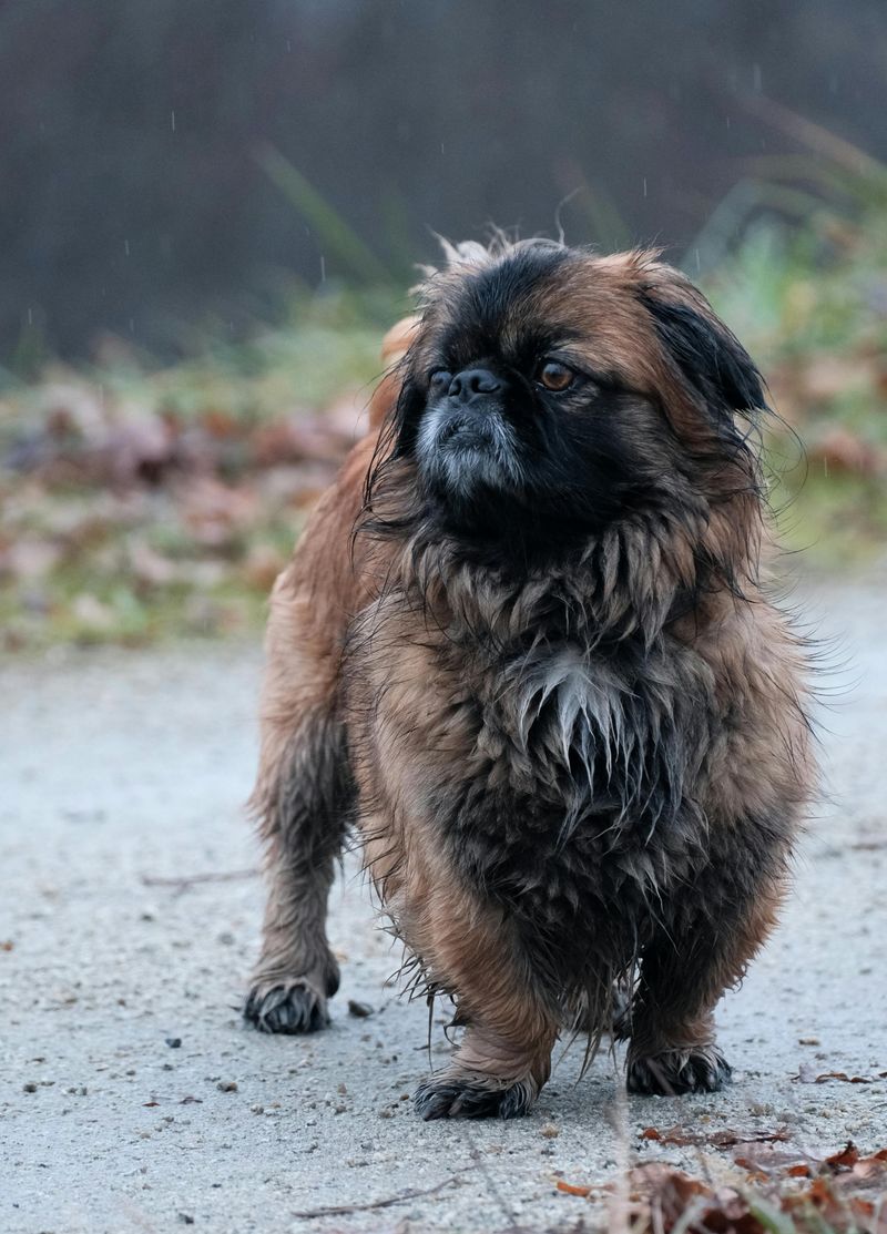Pekingese