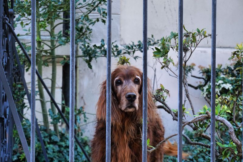 Some dogs take months to decide you're their person - These breeds may start much sooner 10 Irish Setter