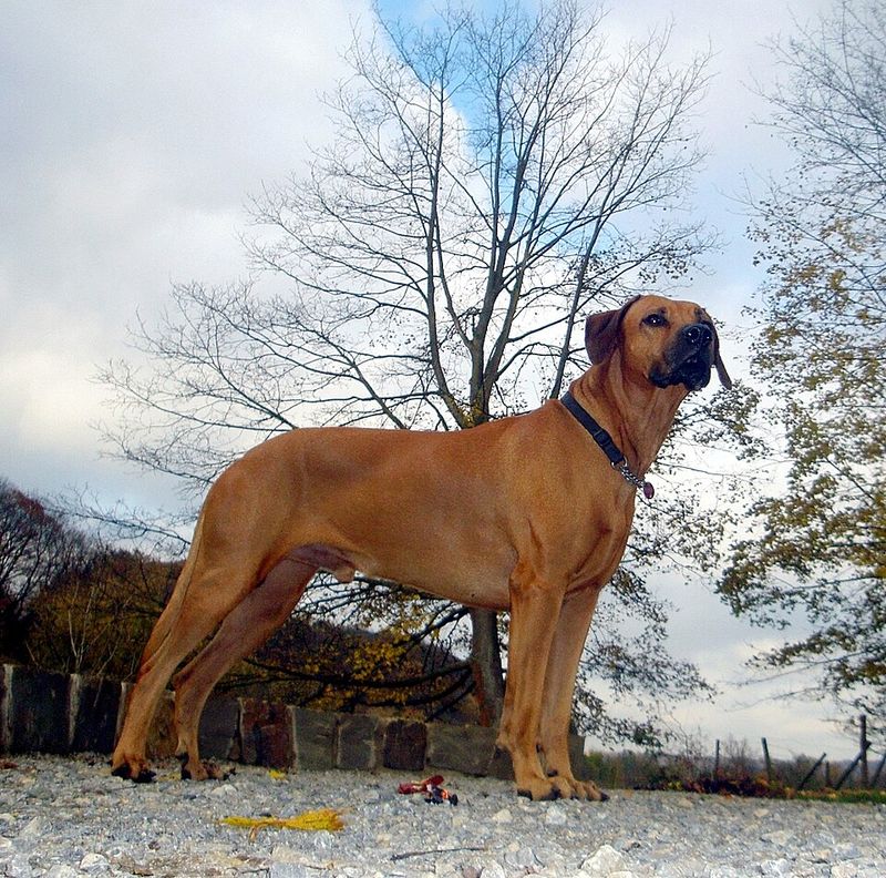 A calm, thoughtful approach helps these dog breeds stand out 8 Rhodesian Ridgeback