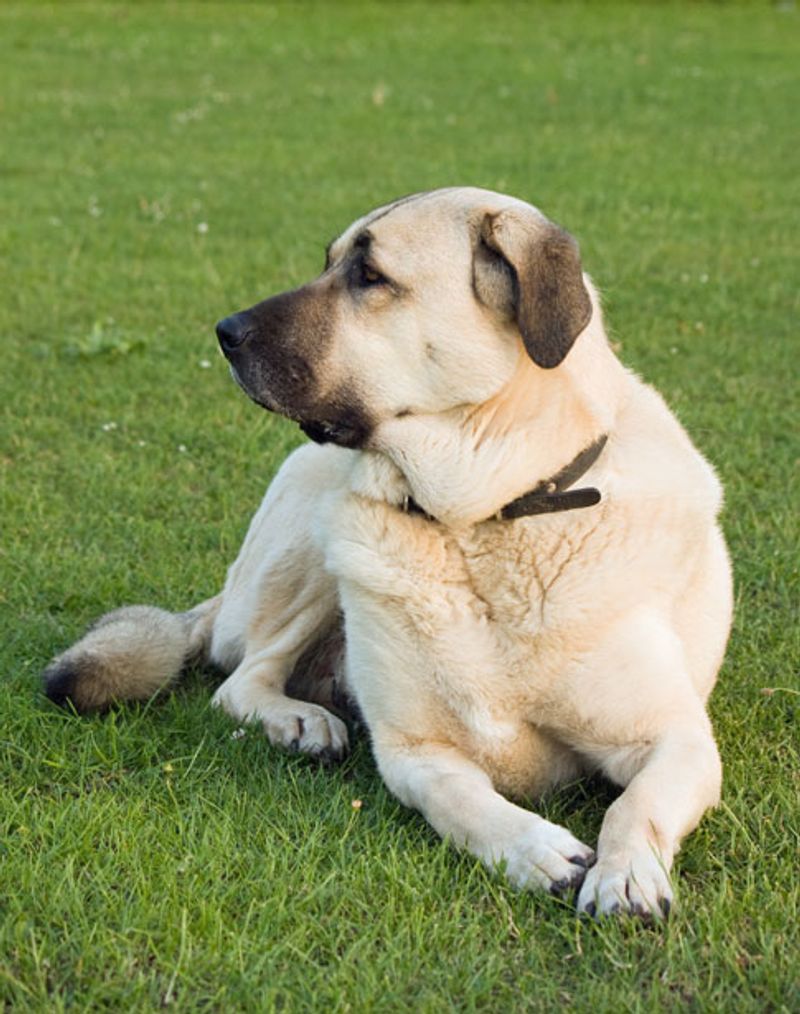 These 13 dog breeds often choose familiar faces over busy playgroups 13 Anatolian Shepherd Dog