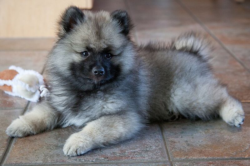 13 Dog Breeds with the Most Inquisitive and Wonderfully Curious Personalities 5 Keeshond