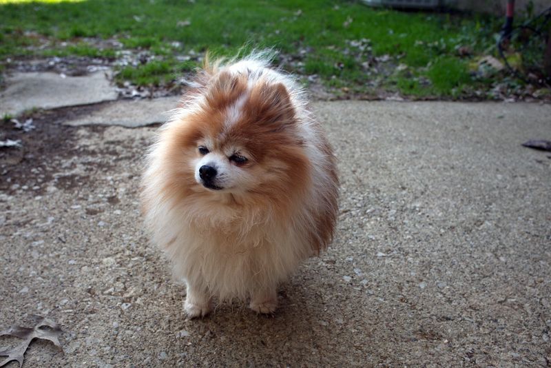 Long-lived dog breeds really do exist, and these 11 often reach 15 or older 11 Pomeranian