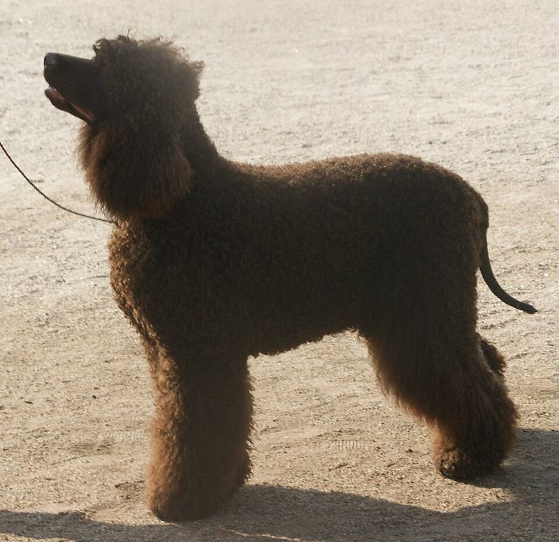 Changing lifestyles are pushing these dog breeds out of the spotlight 14 Irish Water Spaniel