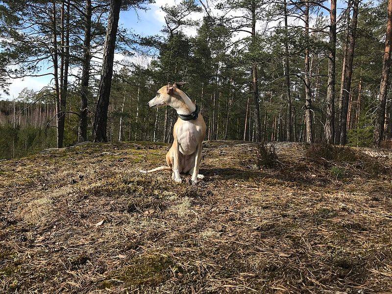 If peaceful days sound better than nonstop activity, these dog breeds deserve a closer look 5 Whippet