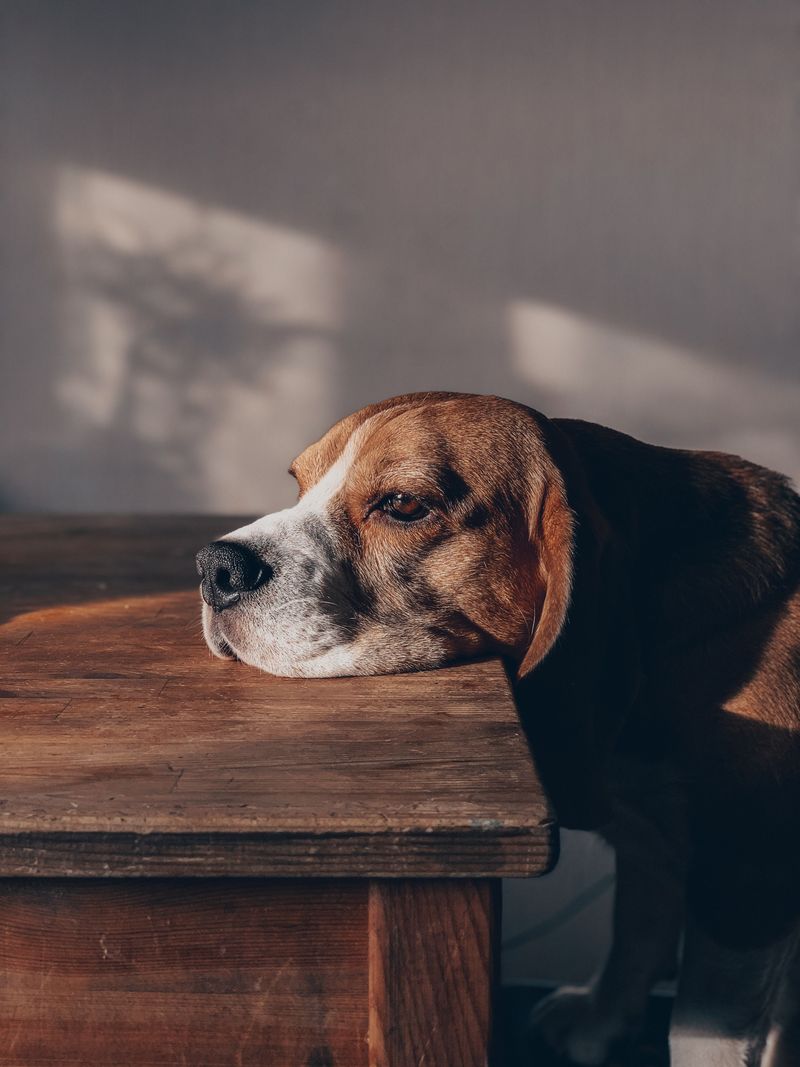 Dogs who dig up the yard are usually trying to tell you one of these 9 things 2 I am bored out of my mind