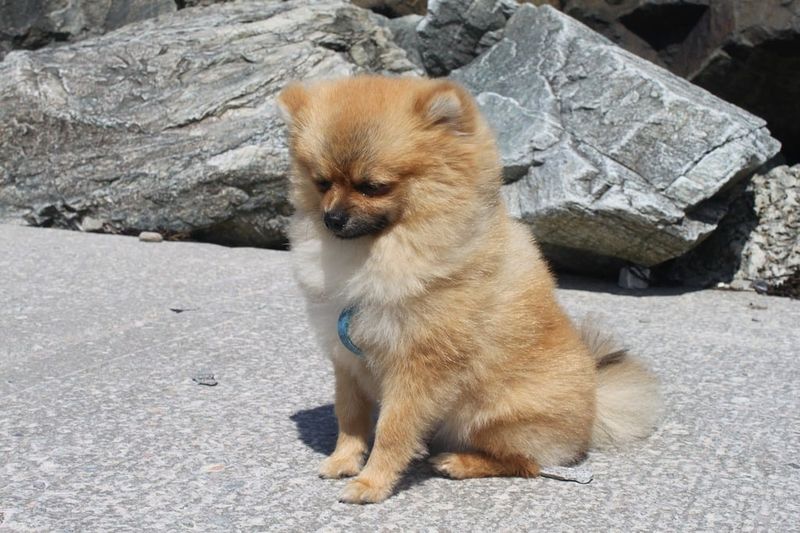 25 Tiny Dog Breeds That Don’t Like Being Left Alone for Long 8 Pomeranian