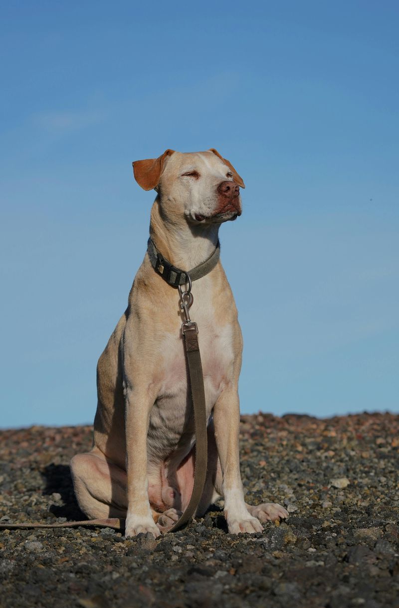 Natural stoicism in some breeds