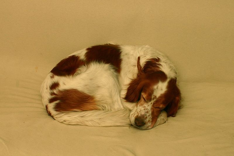 Irish Red and White Setter