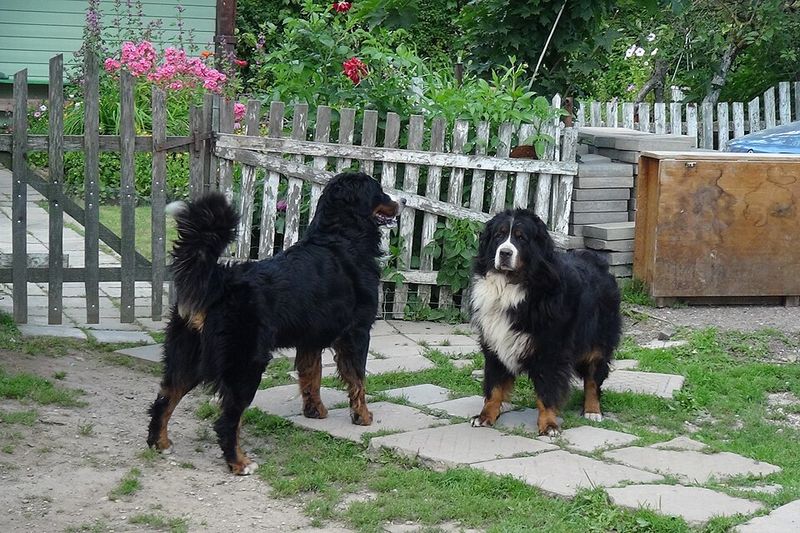 11 dogs that seem too gentle for this world - and 4 that hide their soft side well 6 Bernese Mountain Dog
