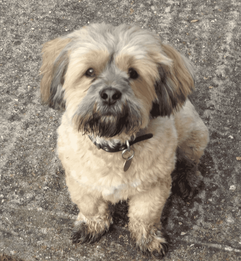 Think a small dog can't take guarding seriously? These breeds never got that message 11 Lhasa Apso