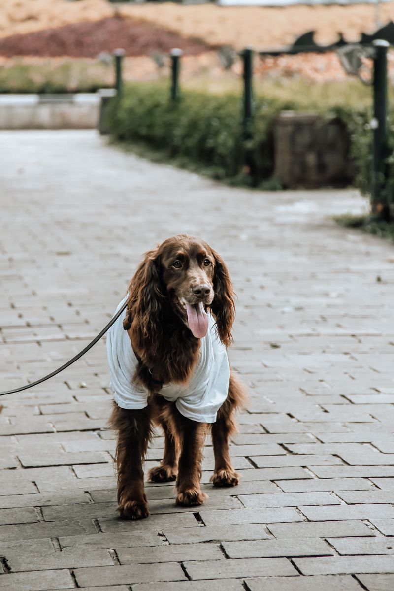 One day they're the new dog - Then somehow every family memory seems to include them 4 Irish Setter