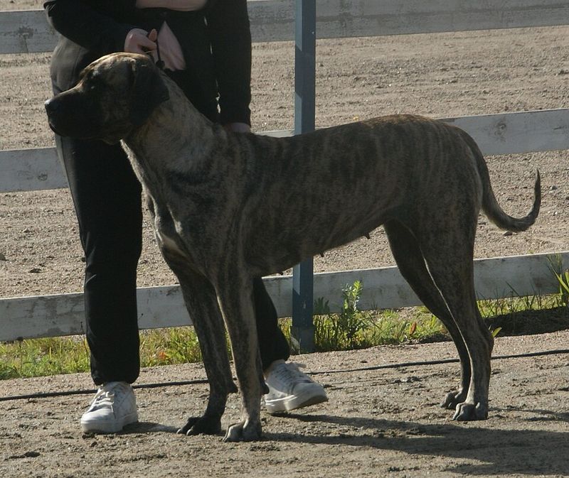 Presa Canario