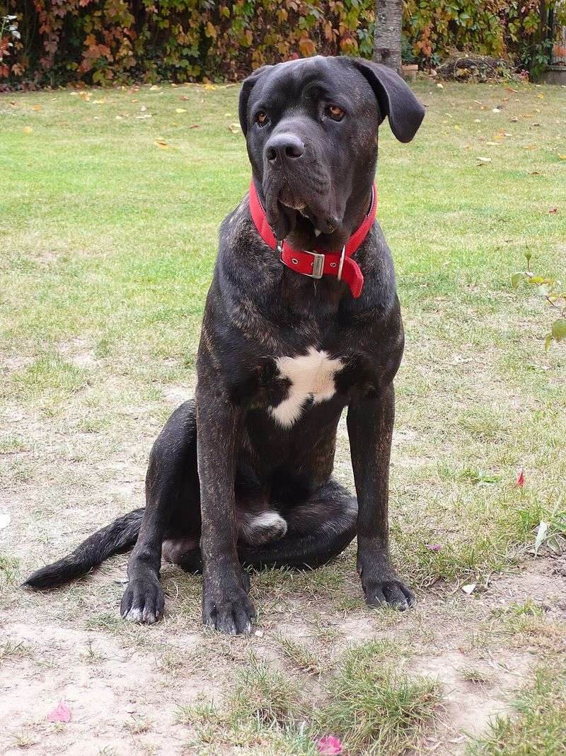 11 powerful dogs people often fear on sight - plus what appearance can't tell you about an individual 4 Cane Corso