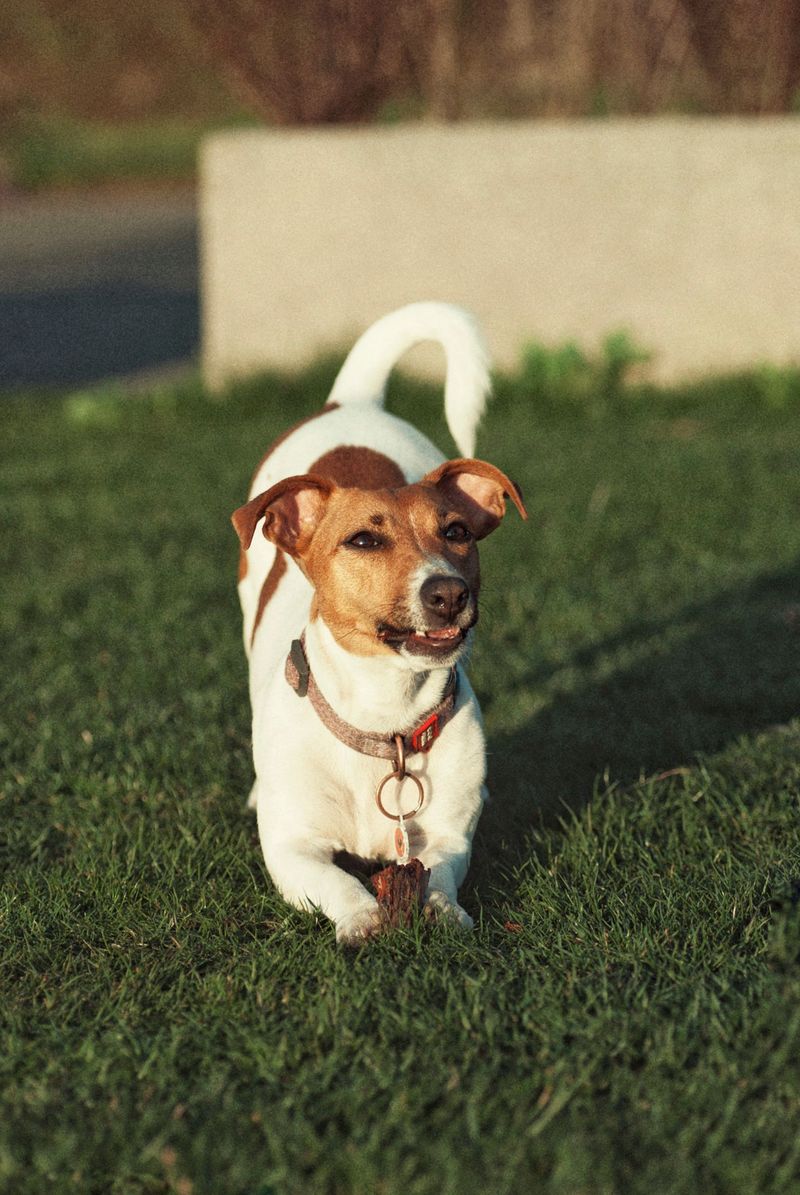Jack Russell Terrier: Small Dog, Big Plans