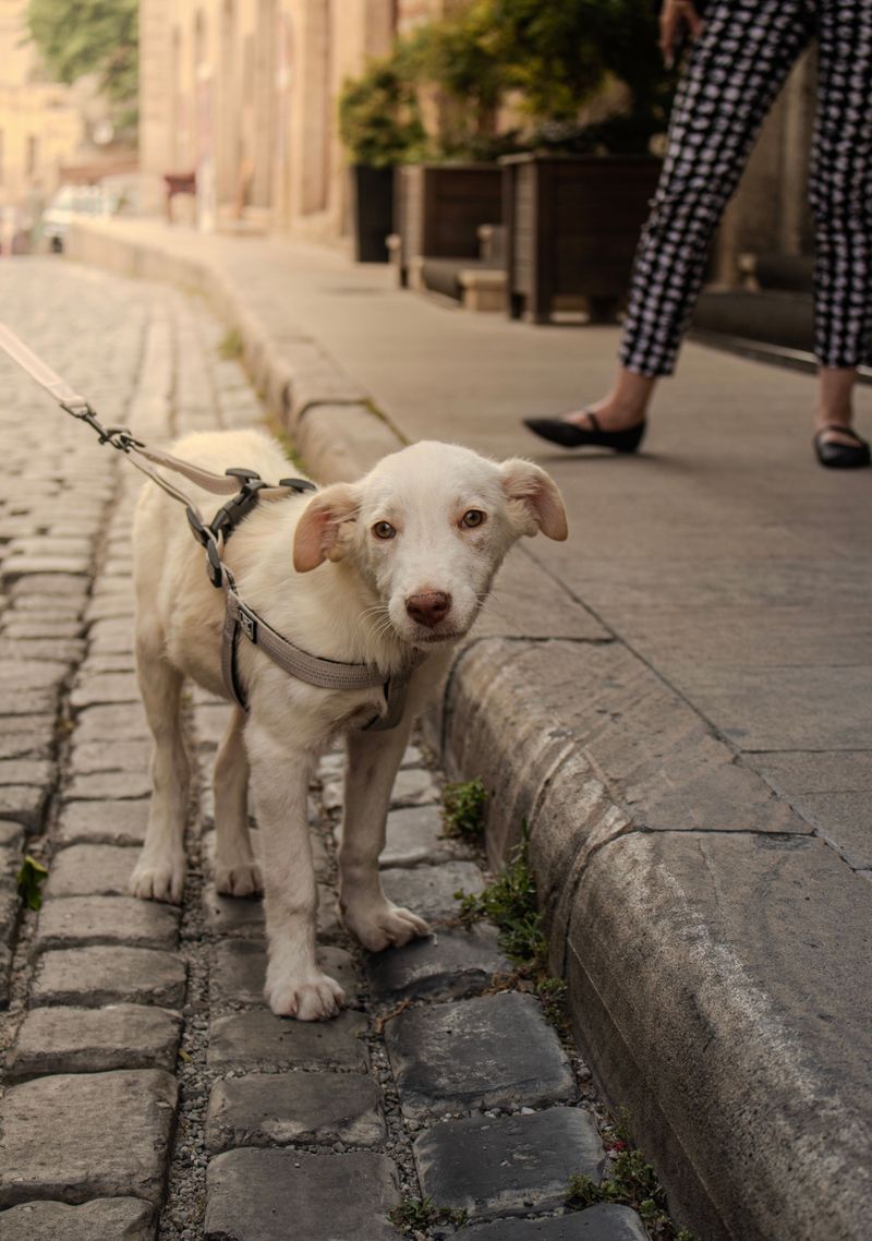 Many dogs pull because of routines owners accidentally repeat every day 2 Allowing pulling to occasionally succeed