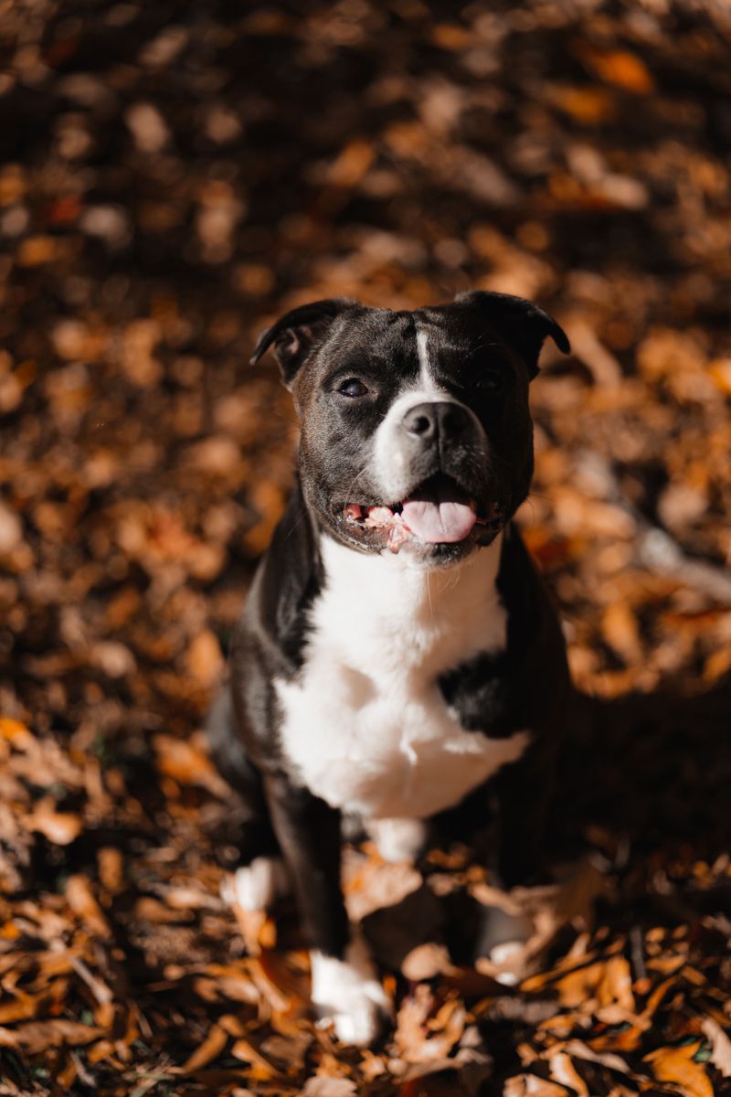 Anyone can be around for the good days - these devoted dog breeds are built for the whole journey 9 Staffordshire Bull Terrier