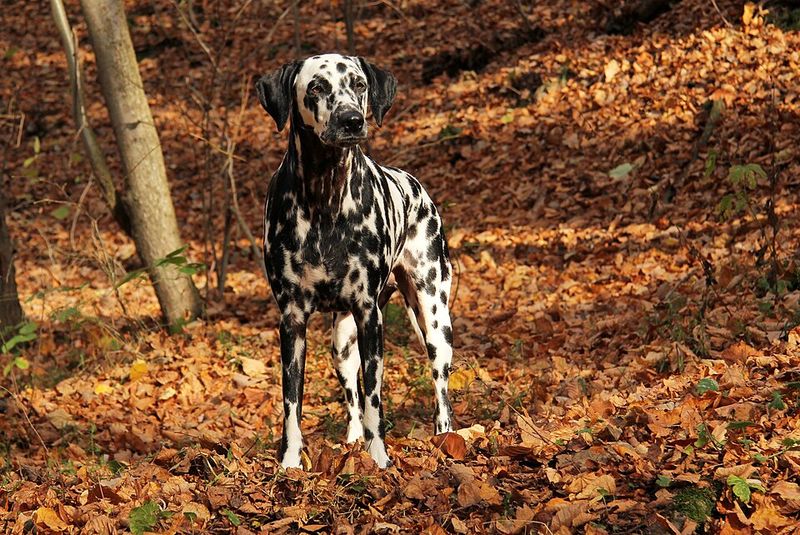 Dalmatian