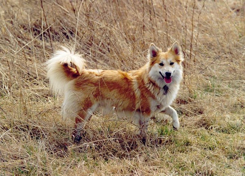 Icelandic sheepdog