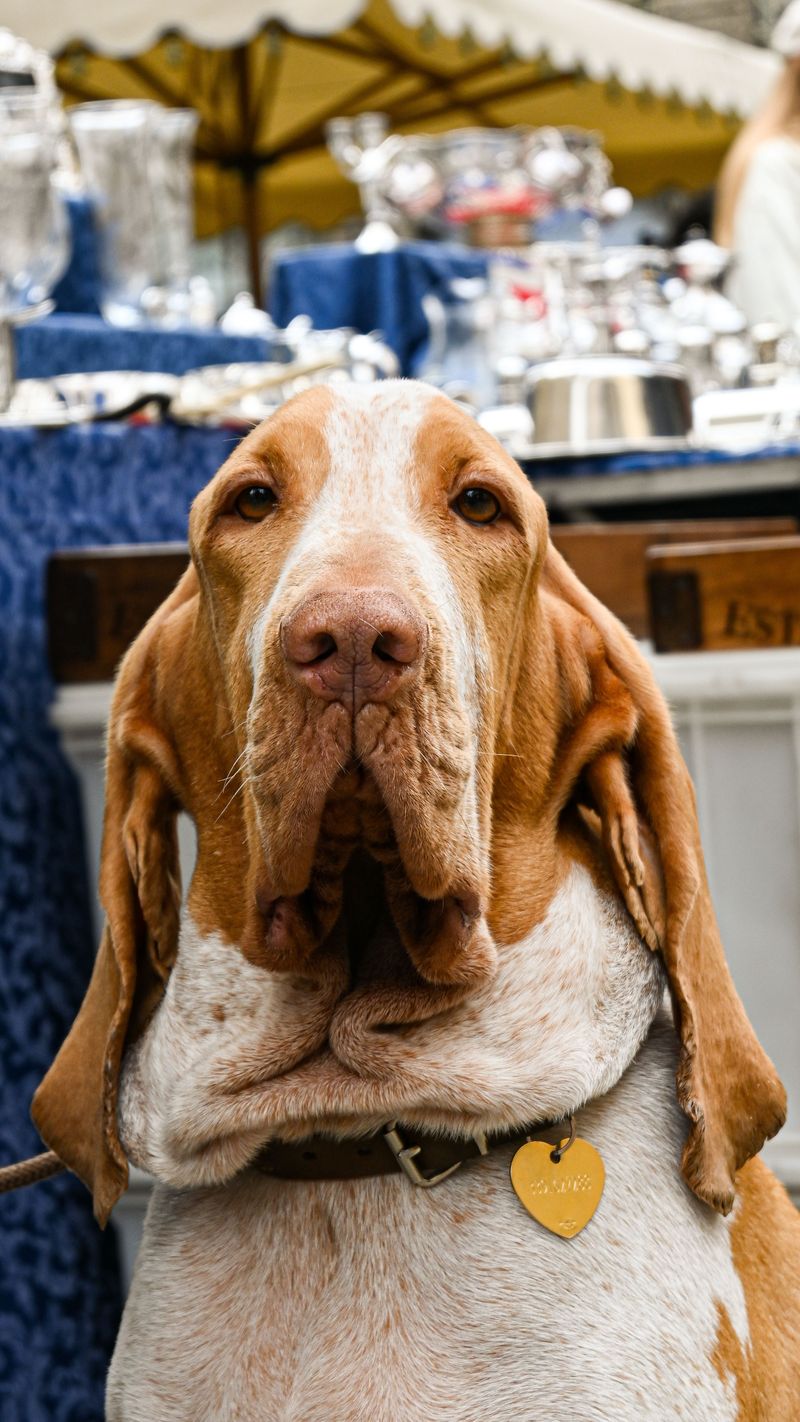 12 dog breeds that can fool you into thinking they're lazy - until the front door opens 3 Basset Hound