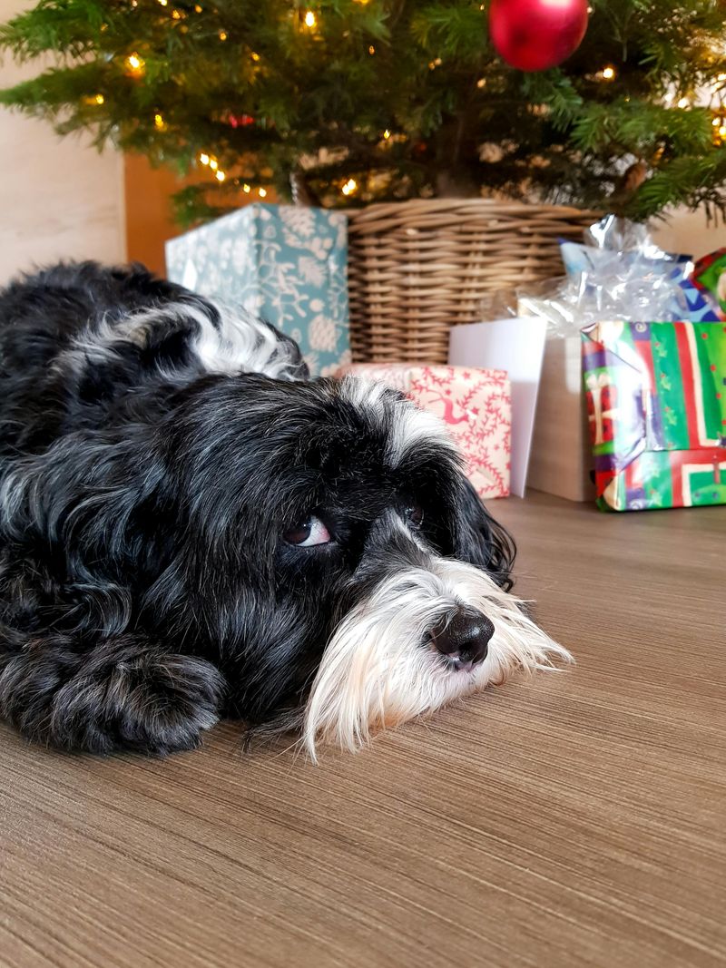 Tibetan Terrier