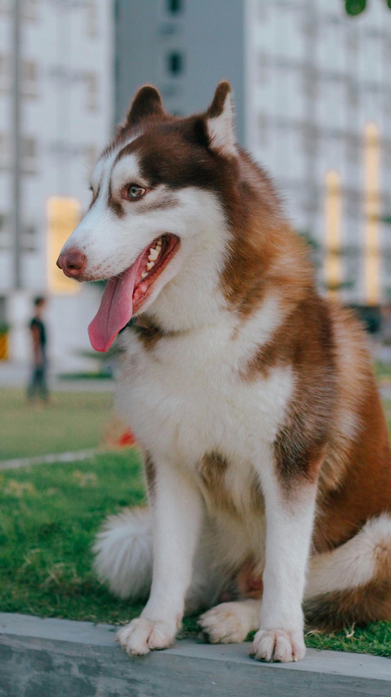 If ordinary dogs bore you, these 11 breeds bring serious personality 5 Siberian Husky