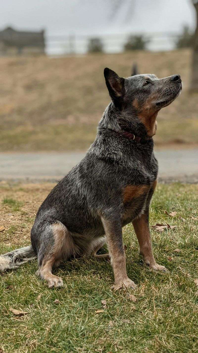 These 15 dogs are making a strong comeback where country life still matters 6 Australian Cattle Dog