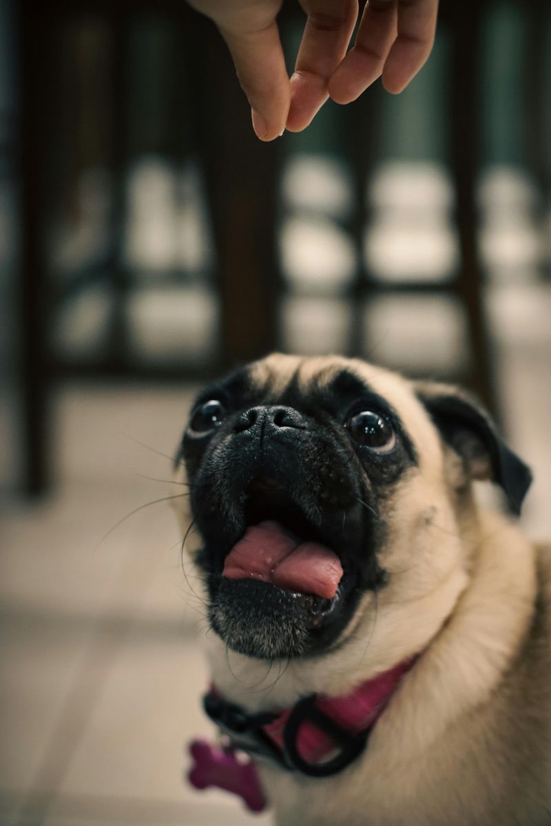 Pug