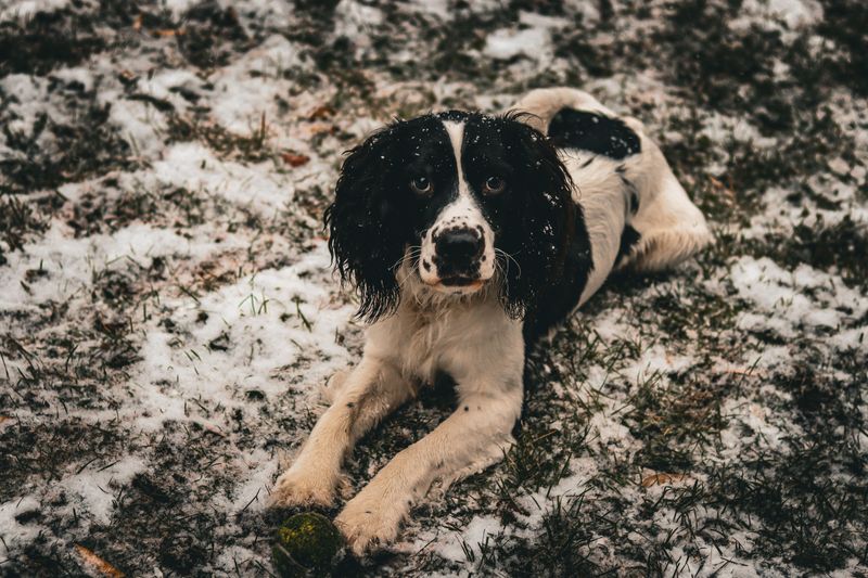 English Springer Spaniel: Happy Feet in Motion