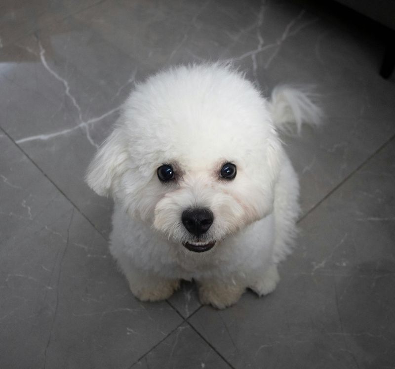 25 Dog Breeds with the Biggest and Most Expressive Personalities 23 Bichon Frise