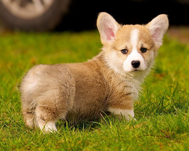 Corgi (Pembroke)