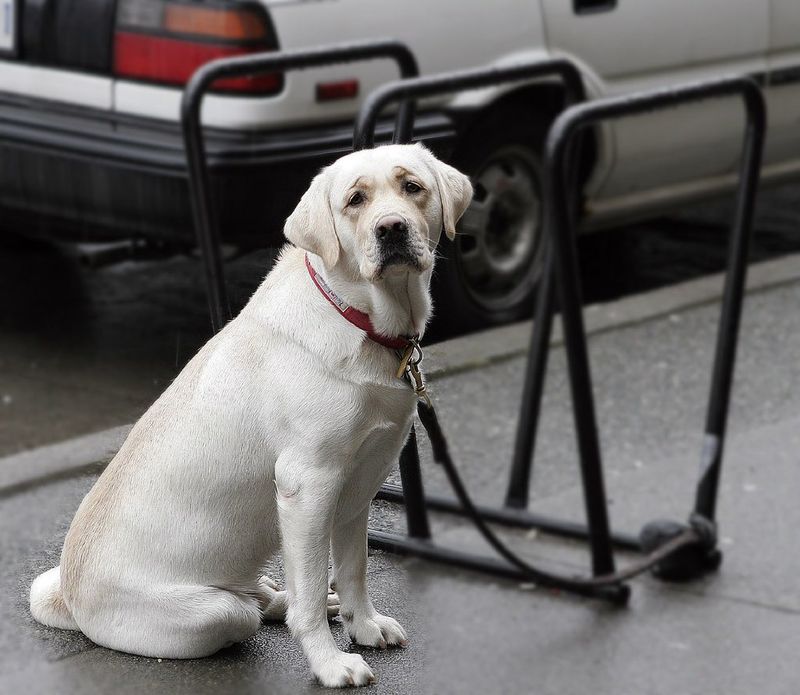 Your dog could be hiding pain - 13 signs you should never ignore 12 Difficulty standing or lying down