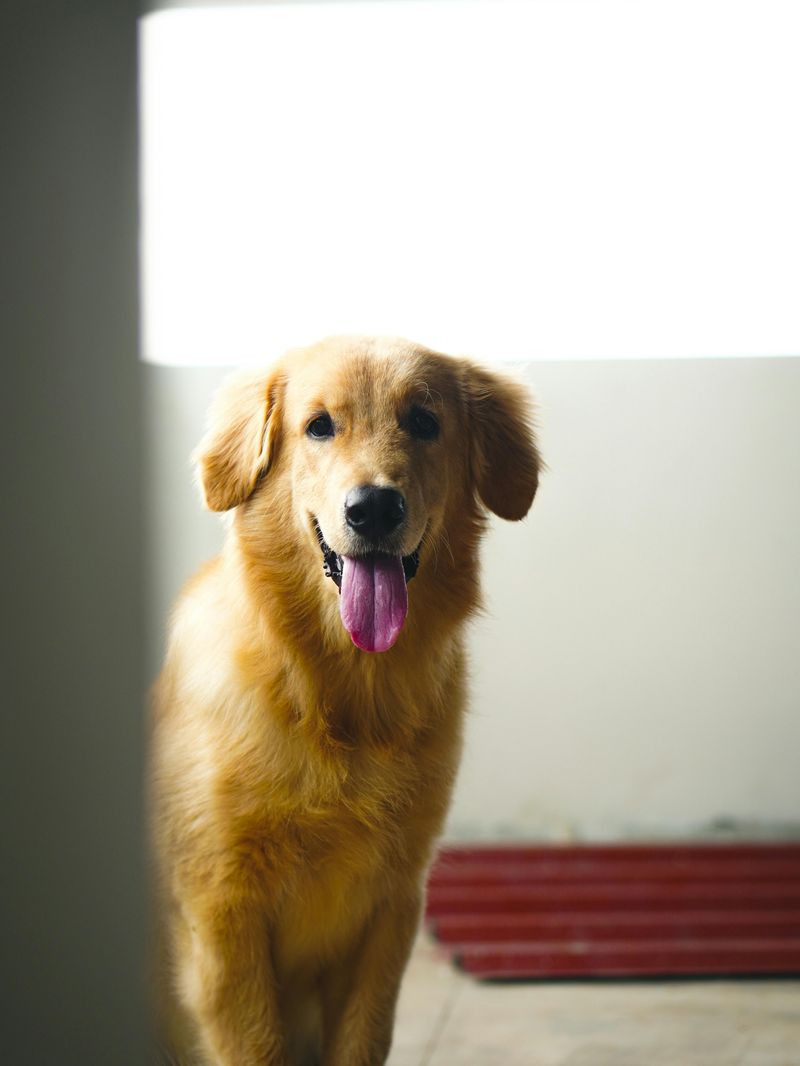 14 dogs that are surprisingly patient during long training sessions 3 Golden Retriever