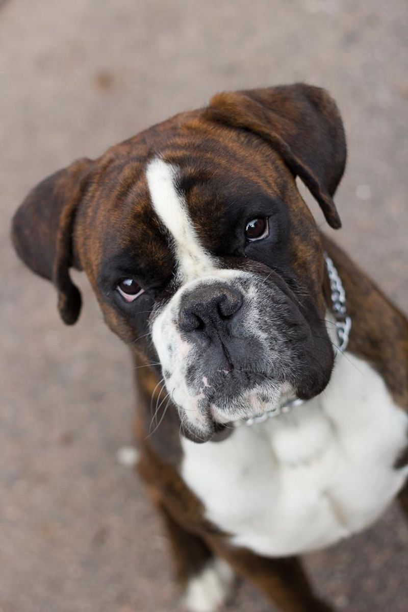Boxer