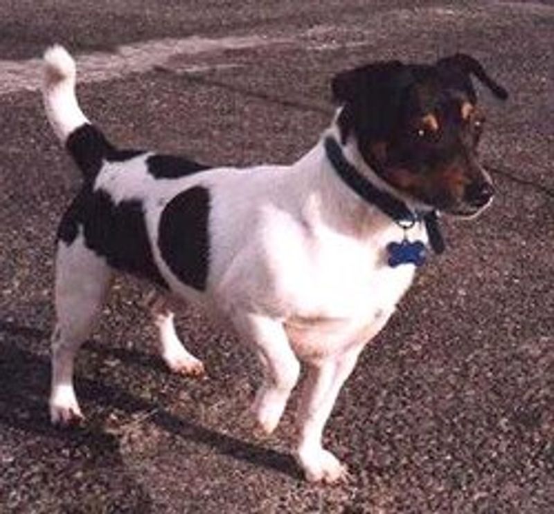 Teddy Roosevelt Terrier