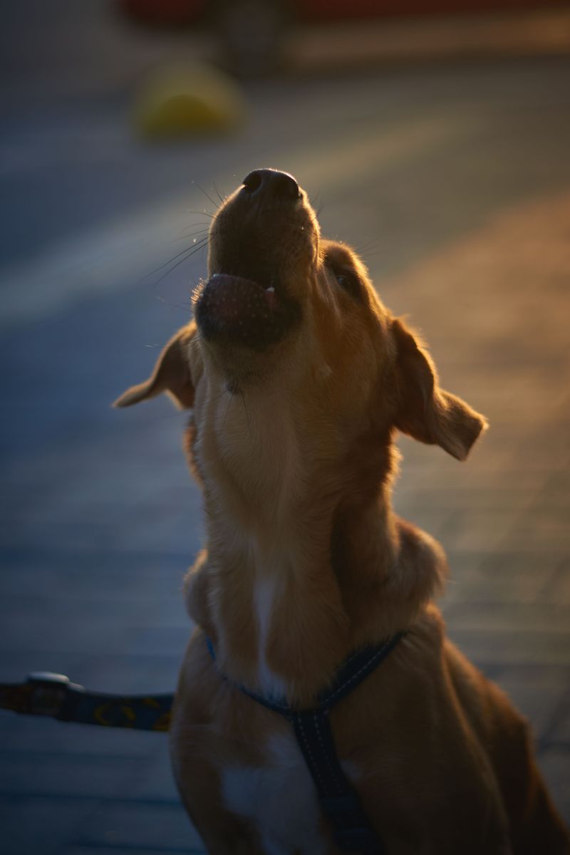 10 moments when correcting your dog may silence information you actually needed to hear 8 Whining because something hurts