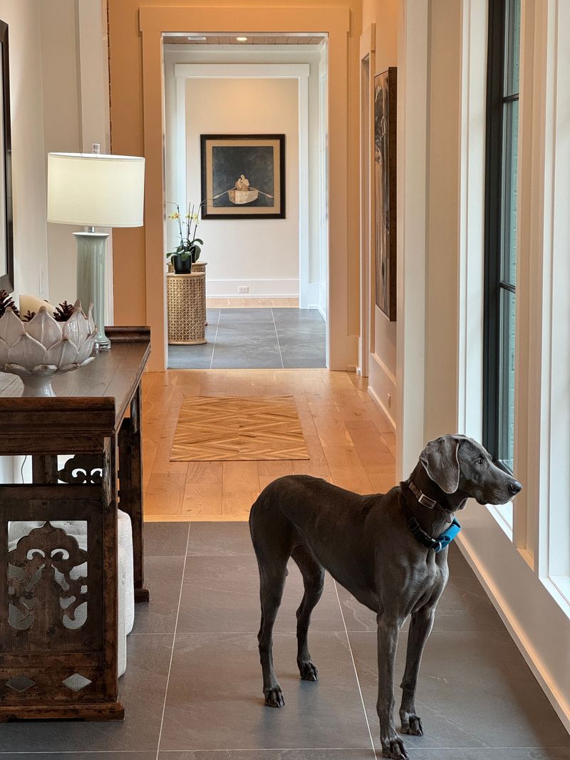 Weimaraner
