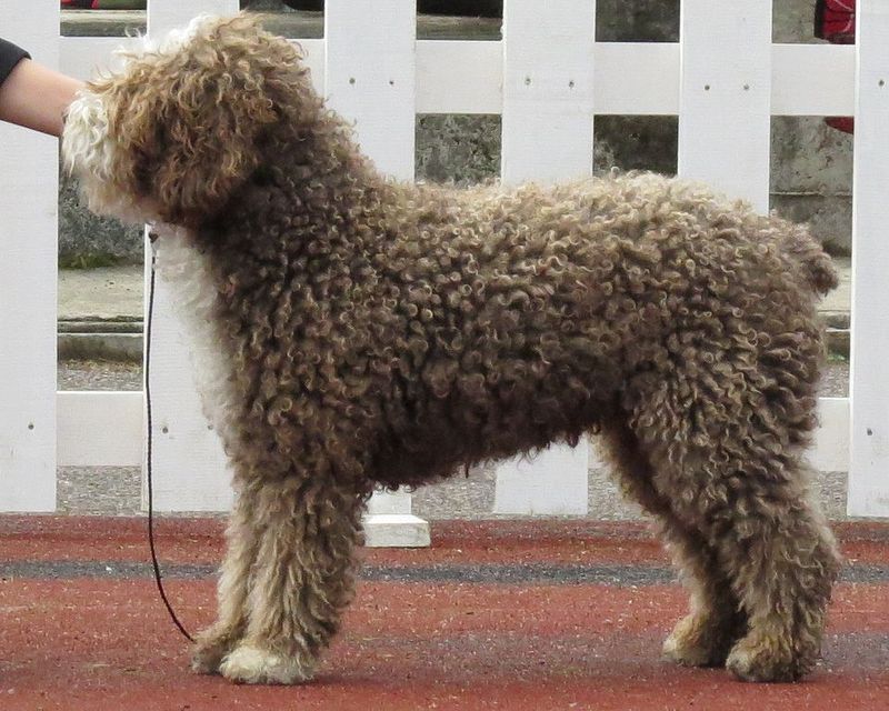 15 breeds that get intensely attached to routines and hate changes 13 Spanish Water Dog
