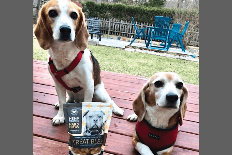 15 Dog Breeds That Rarely Get Adopted and Too Often End Up Growing Old in Shelters 12 Beagle