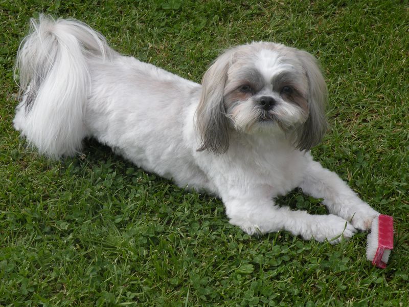 Lhasa Apso