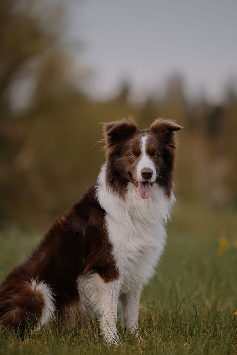 These 11 dog breeds make exercise look effortless – plus 3 built to keep moving 2 Border Collie